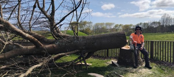 Autumn tree removal