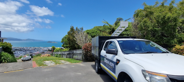 What Factors Affect the Cost of Tree Removal in NZ
