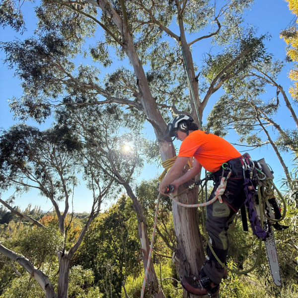 trimming