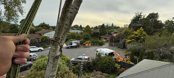 reputable-tree-surgeon