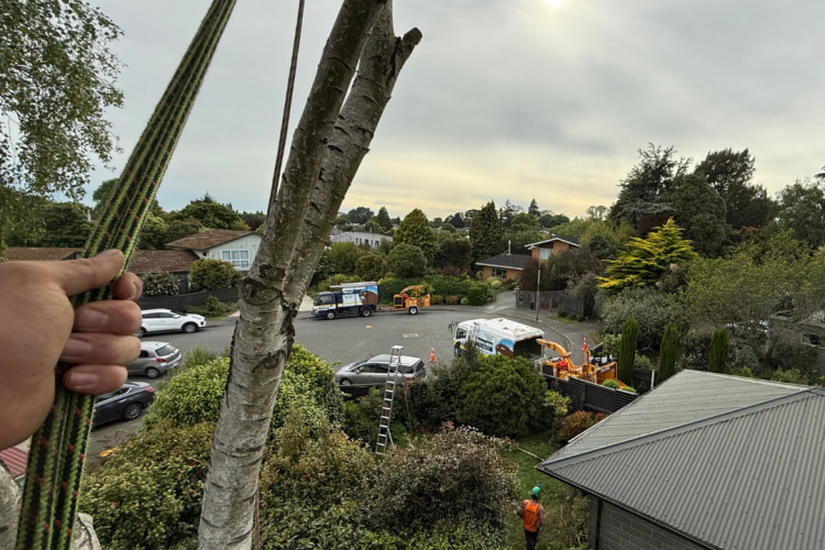 reputable-tree-surgeon