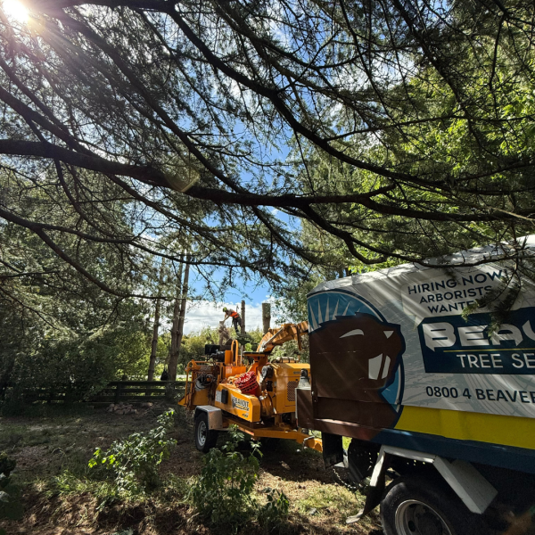 June-tree-care