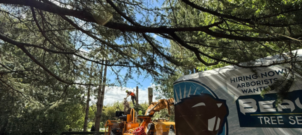 June-tree-care