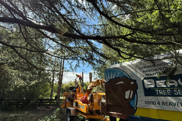 June-tree-care