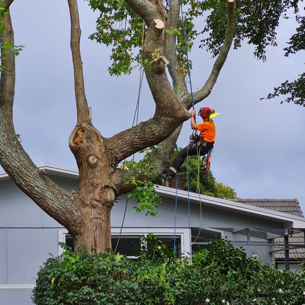 arborist-removal