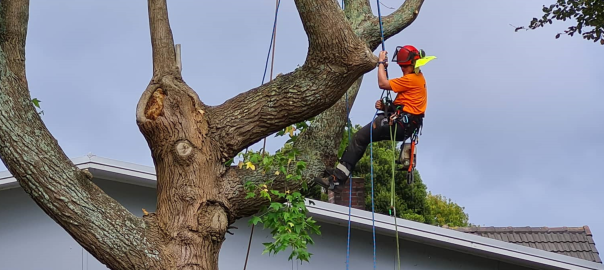 arborist-removal