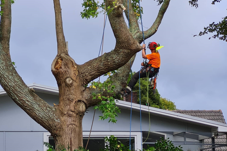 arborist-removal