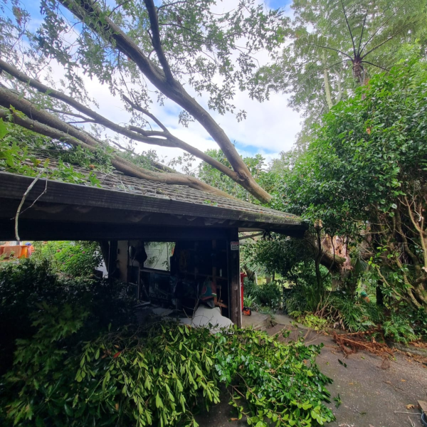 emergency-trees