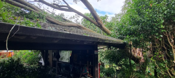 emergency-trees
