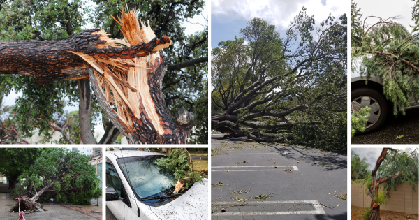 tree risks