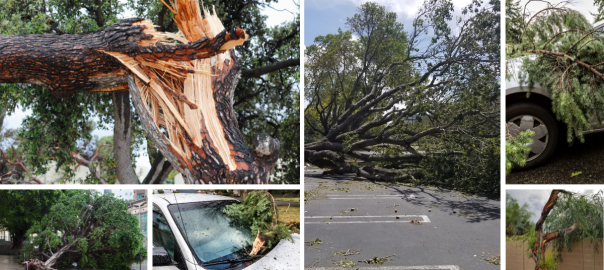 tree risks