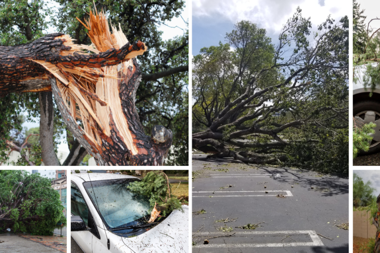 tree risks