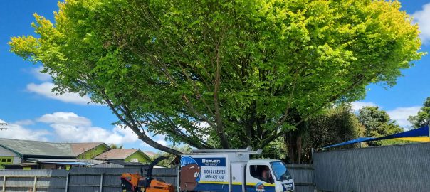 Beaver Tree Services truck and chipper under large tree